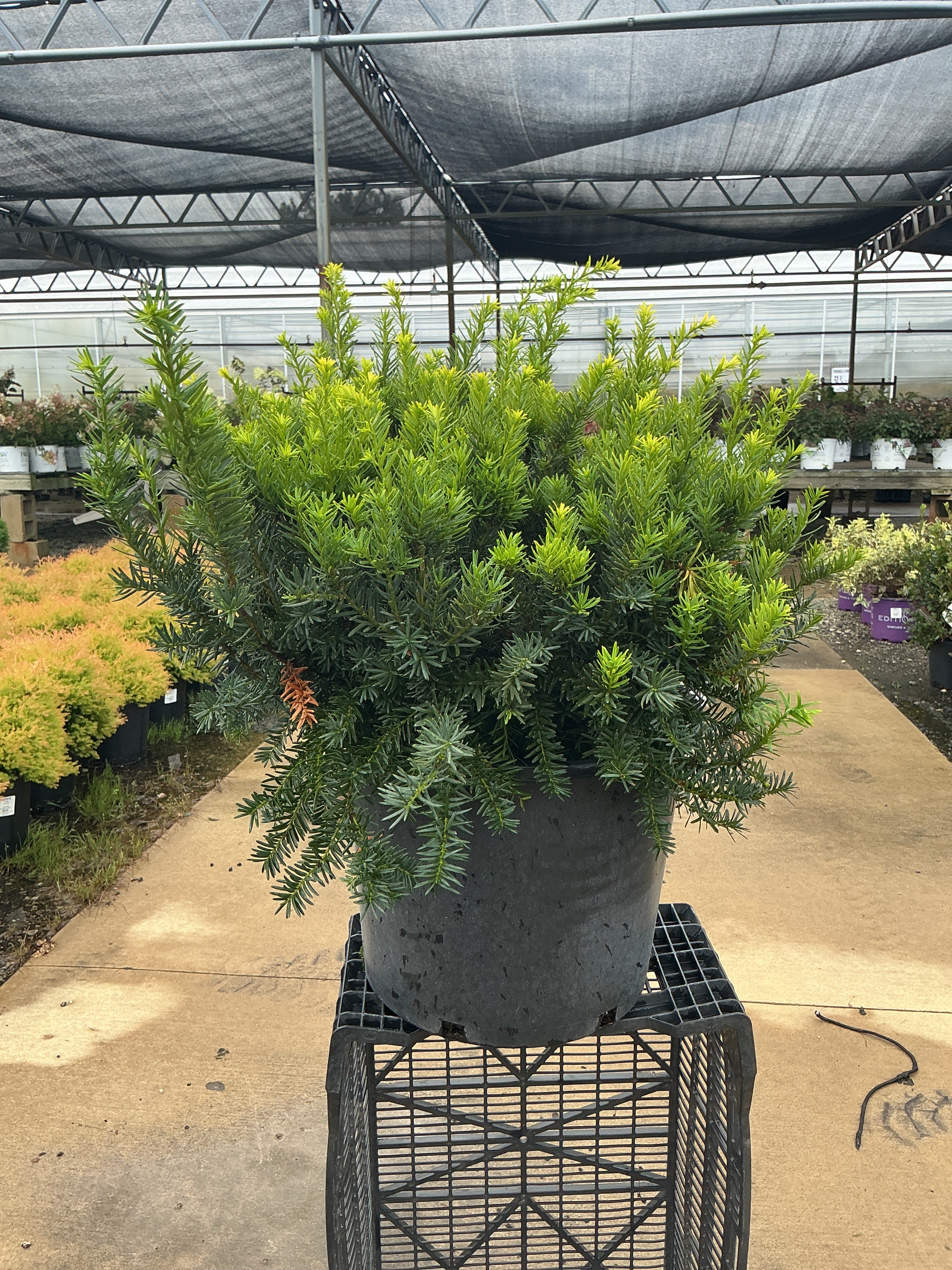 Taxus Densiformis