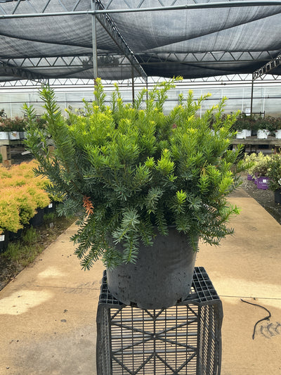 Taxus Densiformis