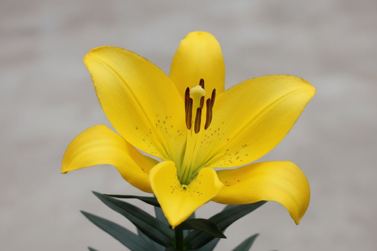 Lilium Lily La Summer Sun