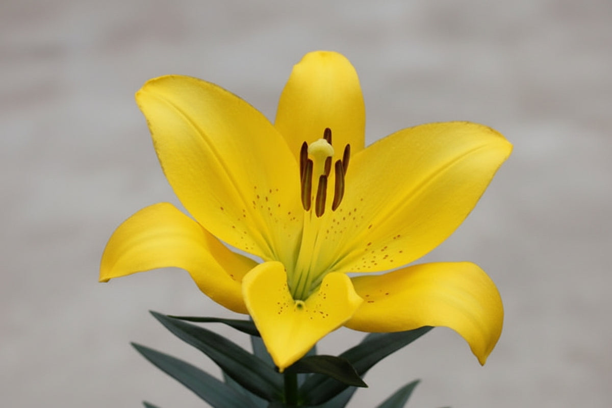 Lilium Lily La Summer Sun