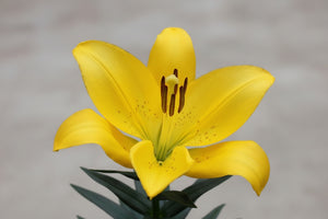 Lilium Lily La Summer Sun