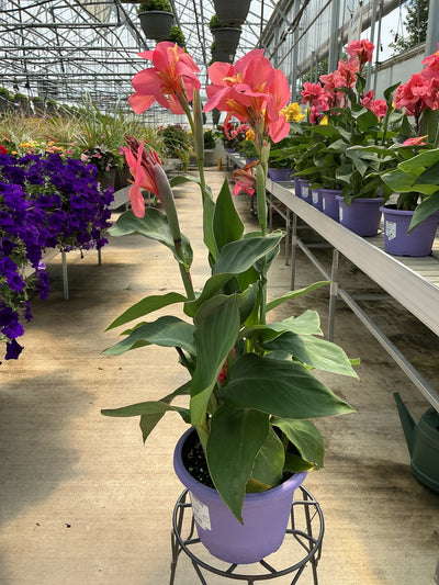 Canna Cannova Mango - 8" Planter