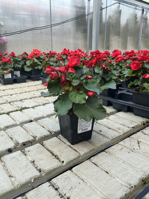 Begonia Amstel Veronica - 4.5" Potted Begonia