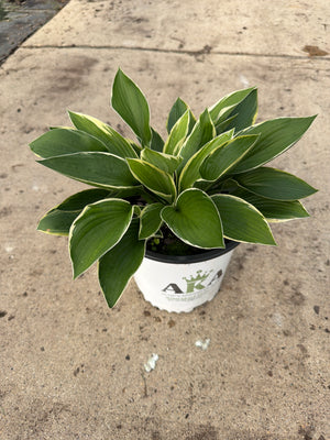 Hosta Plantain Lily Francee