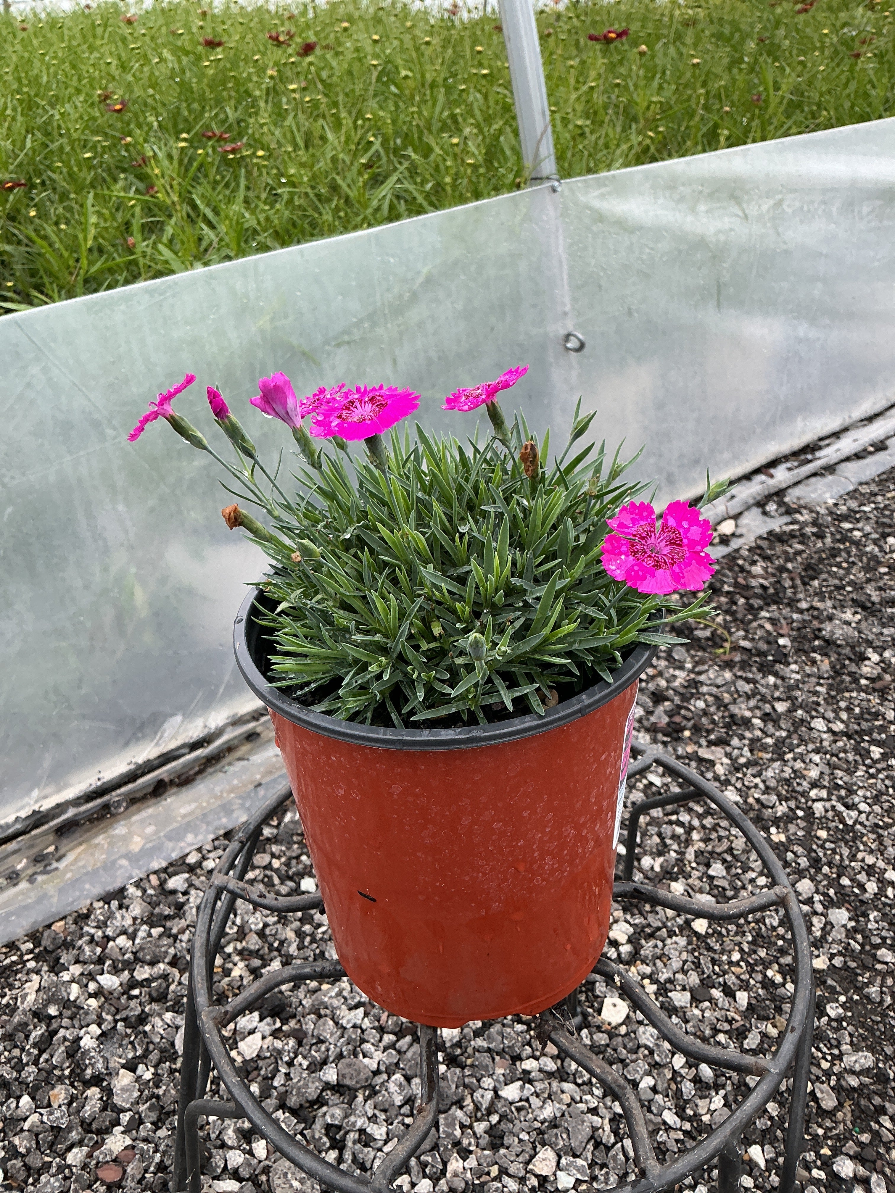 Dianthus Pinks Neon Star - 6" Perennial