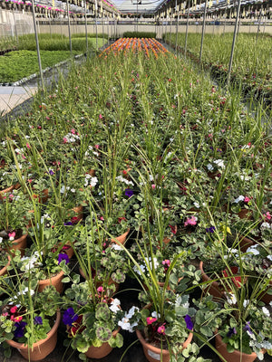 Spike Combination - 8" Planter