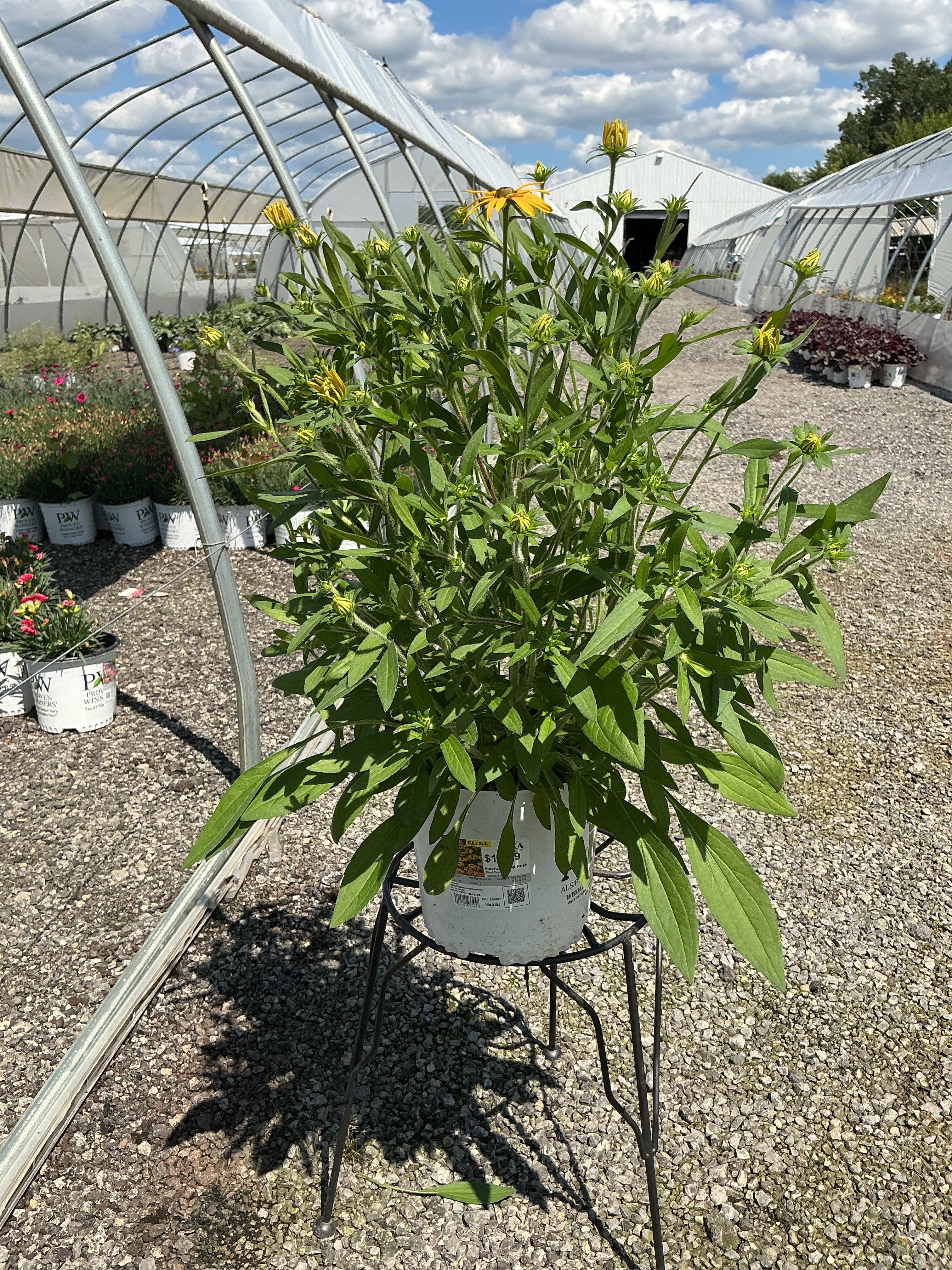 Rudbeckia Black Eyed Susan American Gold Rush