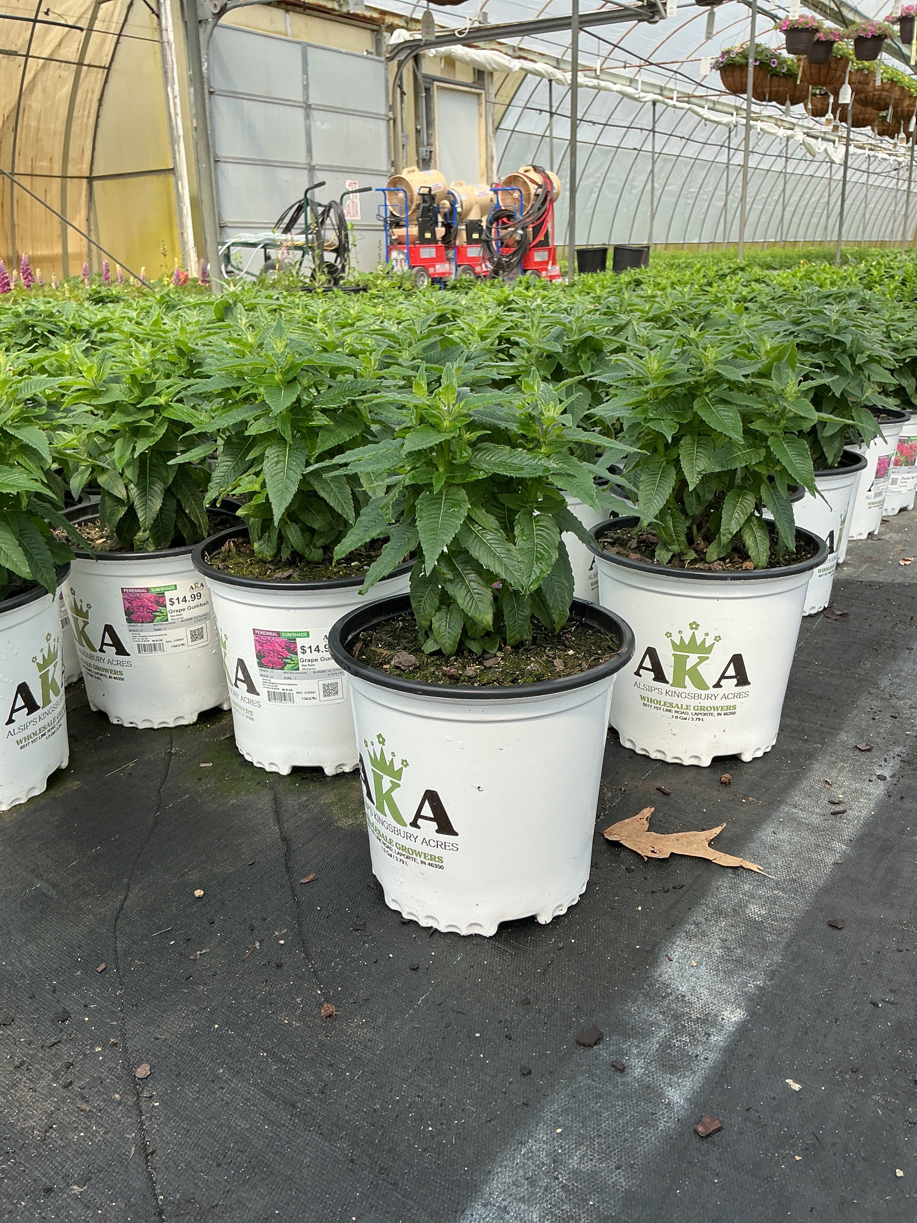 Monarda Bee Balm Grape Gumball