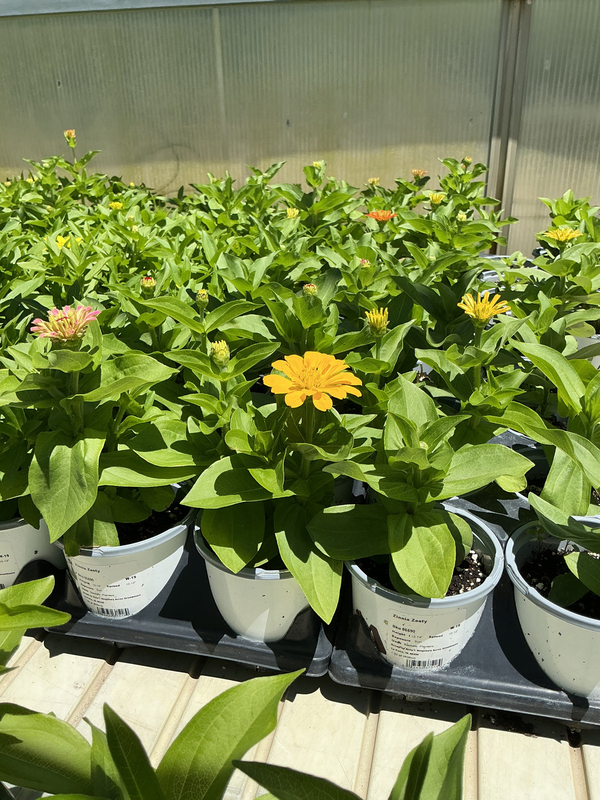 Zinnia Zesty - 4.33" Premium Annual