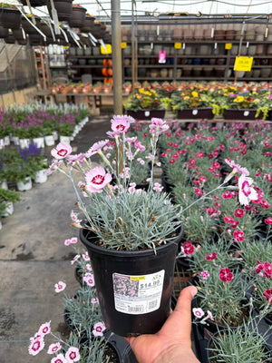 Dianthus Mountain Frost Ruby Snow