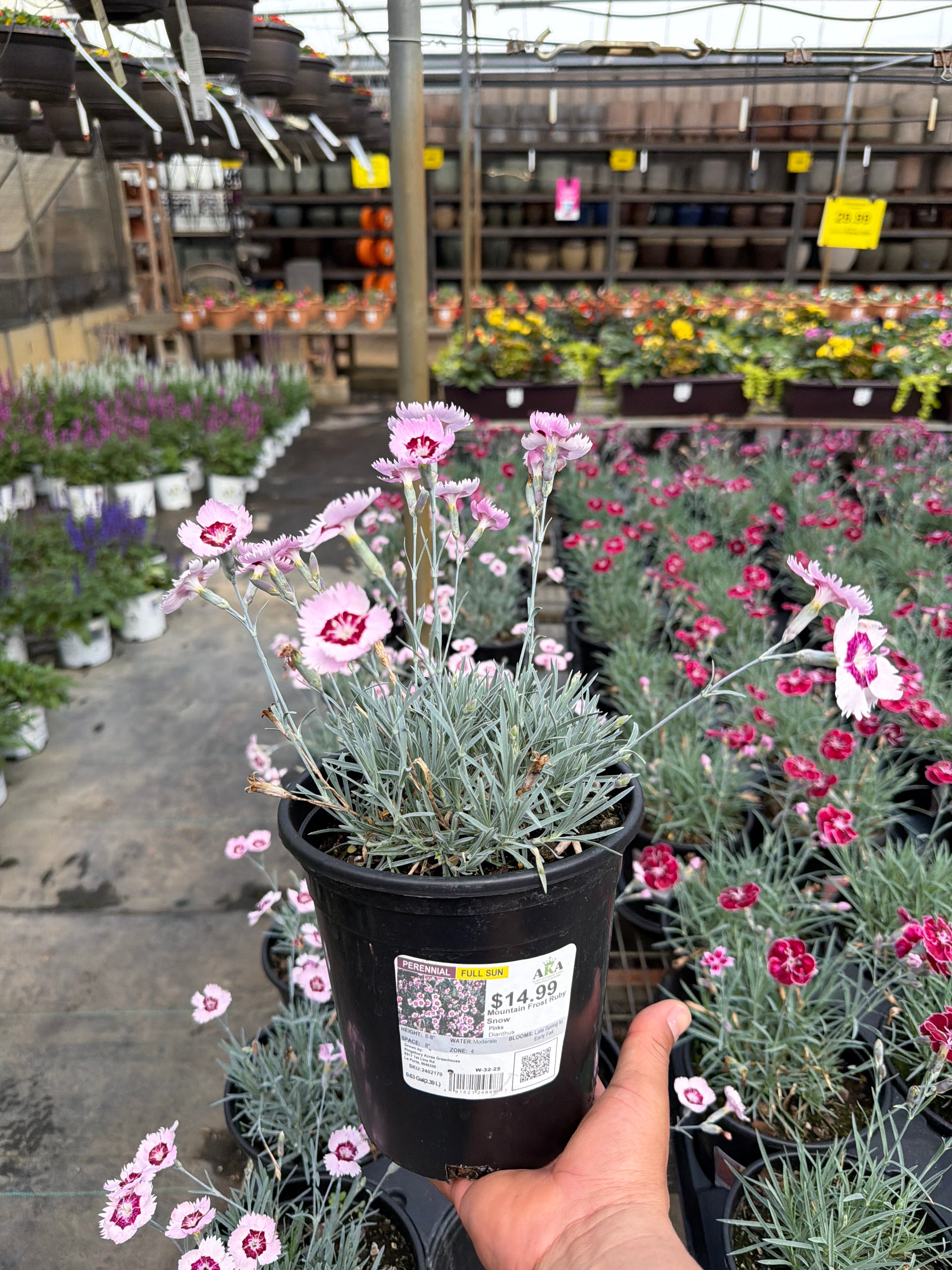 Dianthus Mountain Frost Ruby Snow