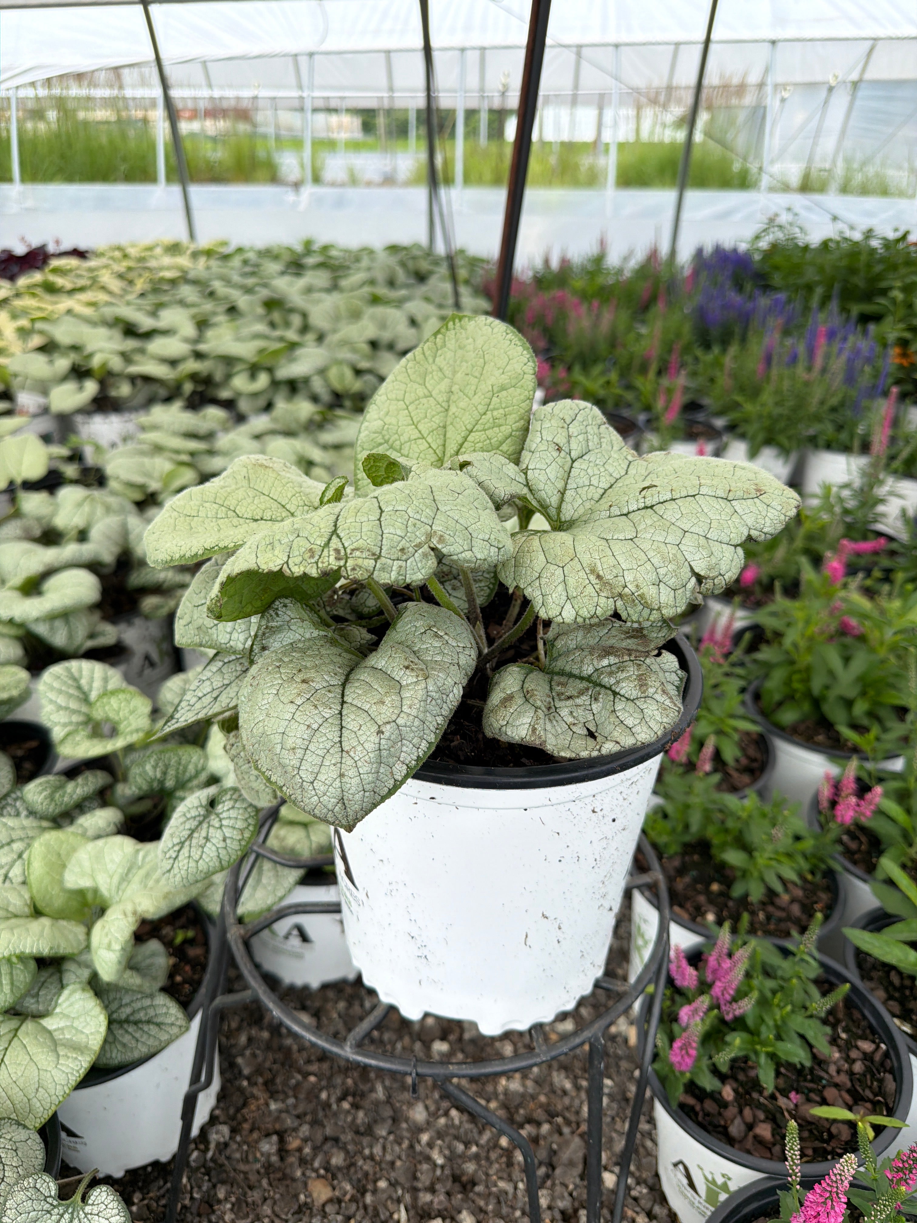 Brunnera Siberian Bugloss Silver Heart