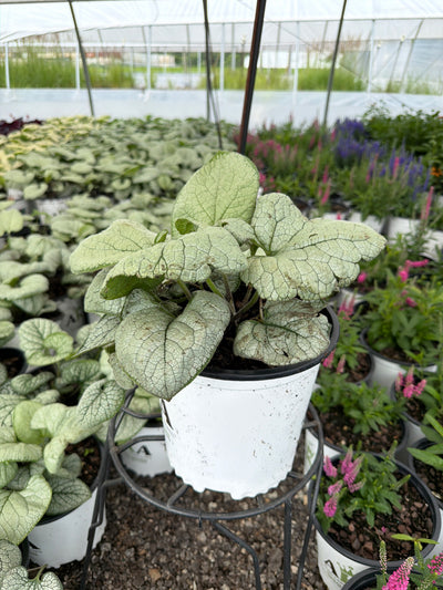 Brunnera Siberian Bugloss Silver Heart
