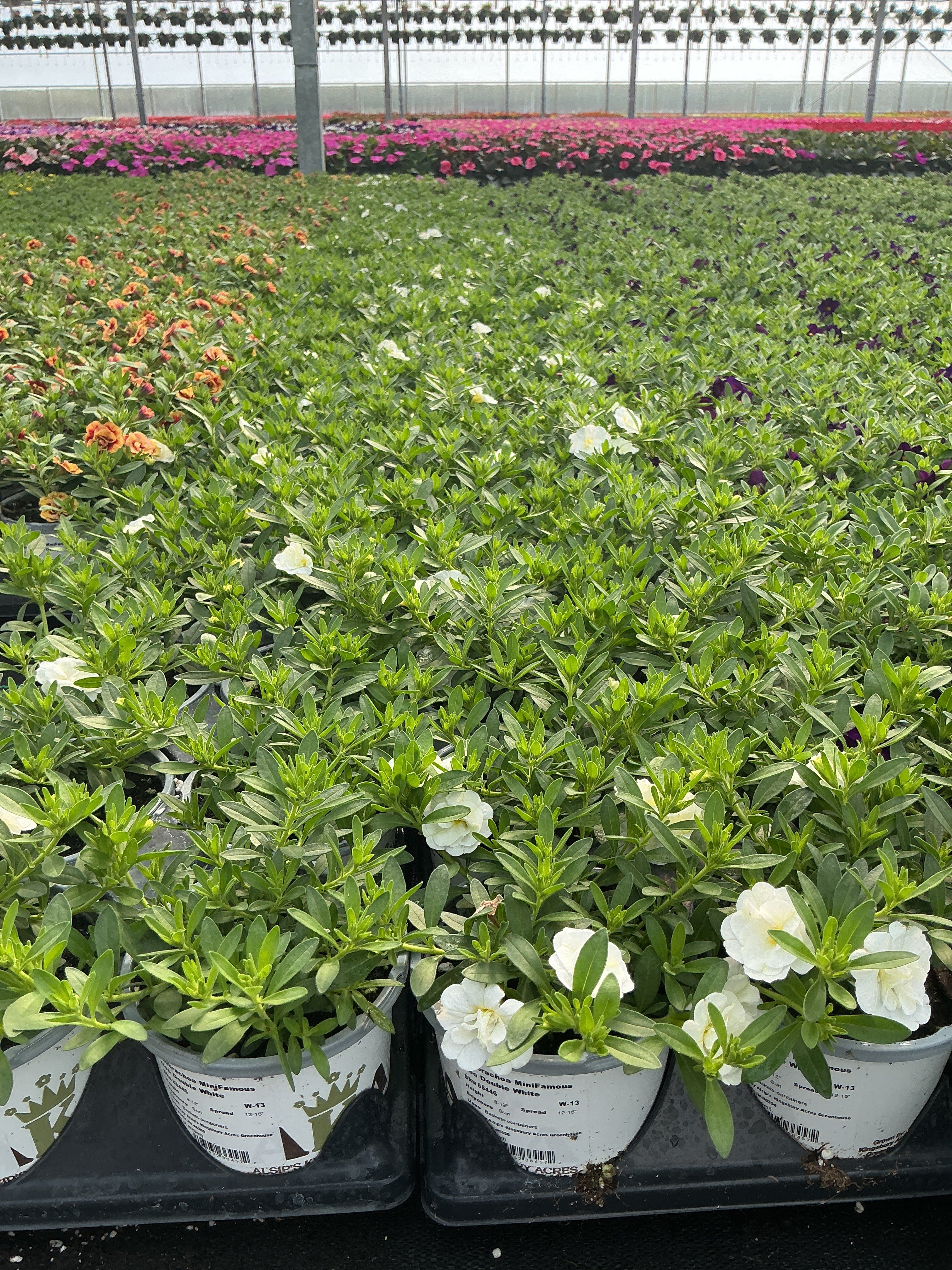 Calibrachoa MiniFamous Neo Double White - 4.33" Premium Annual