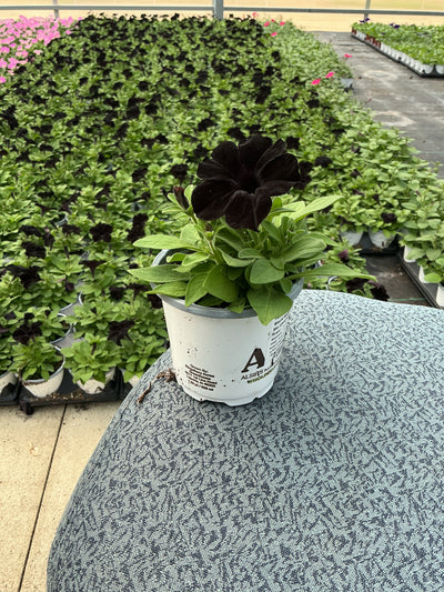 Petunia Slingshot Black Magic - 4.33" Premium Annual