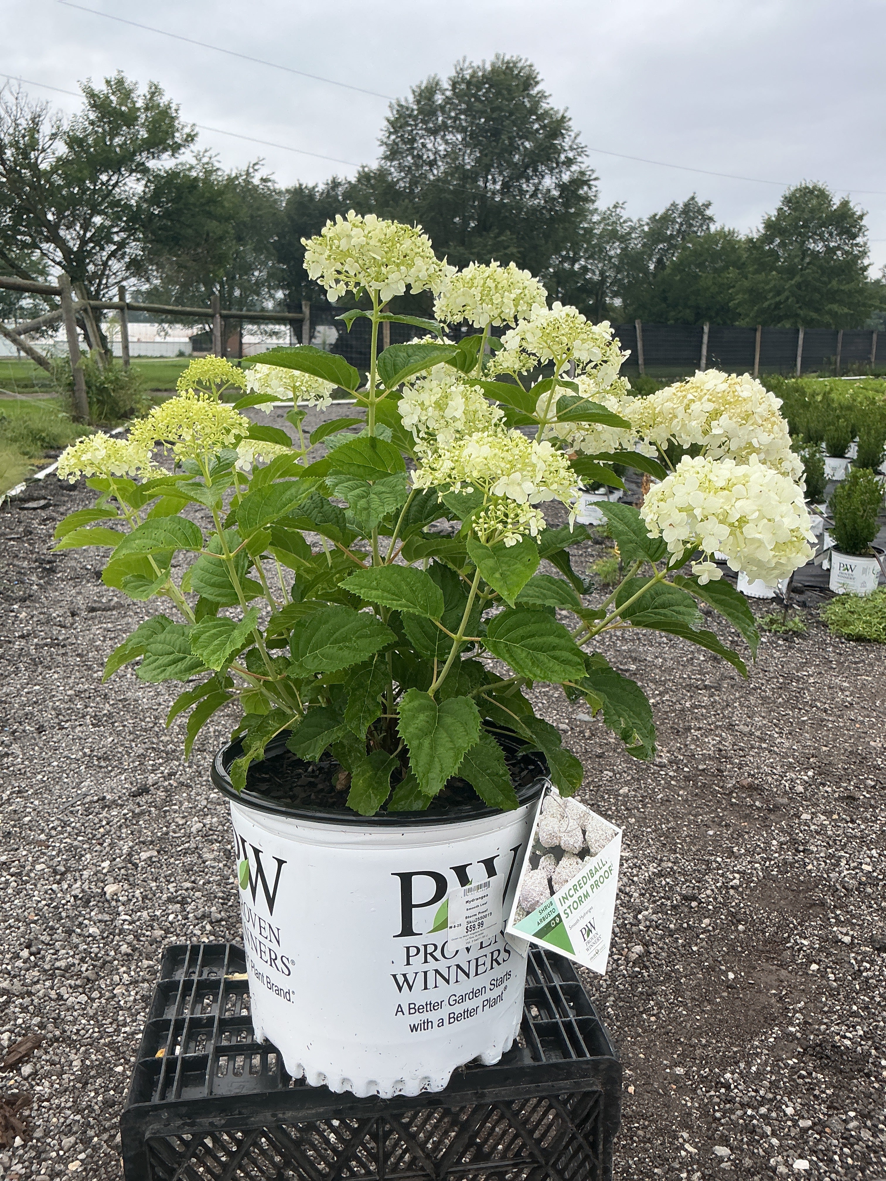 Hydrangea Storm Proof