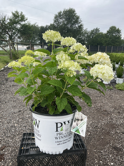 Hydrangea Storm Proof
