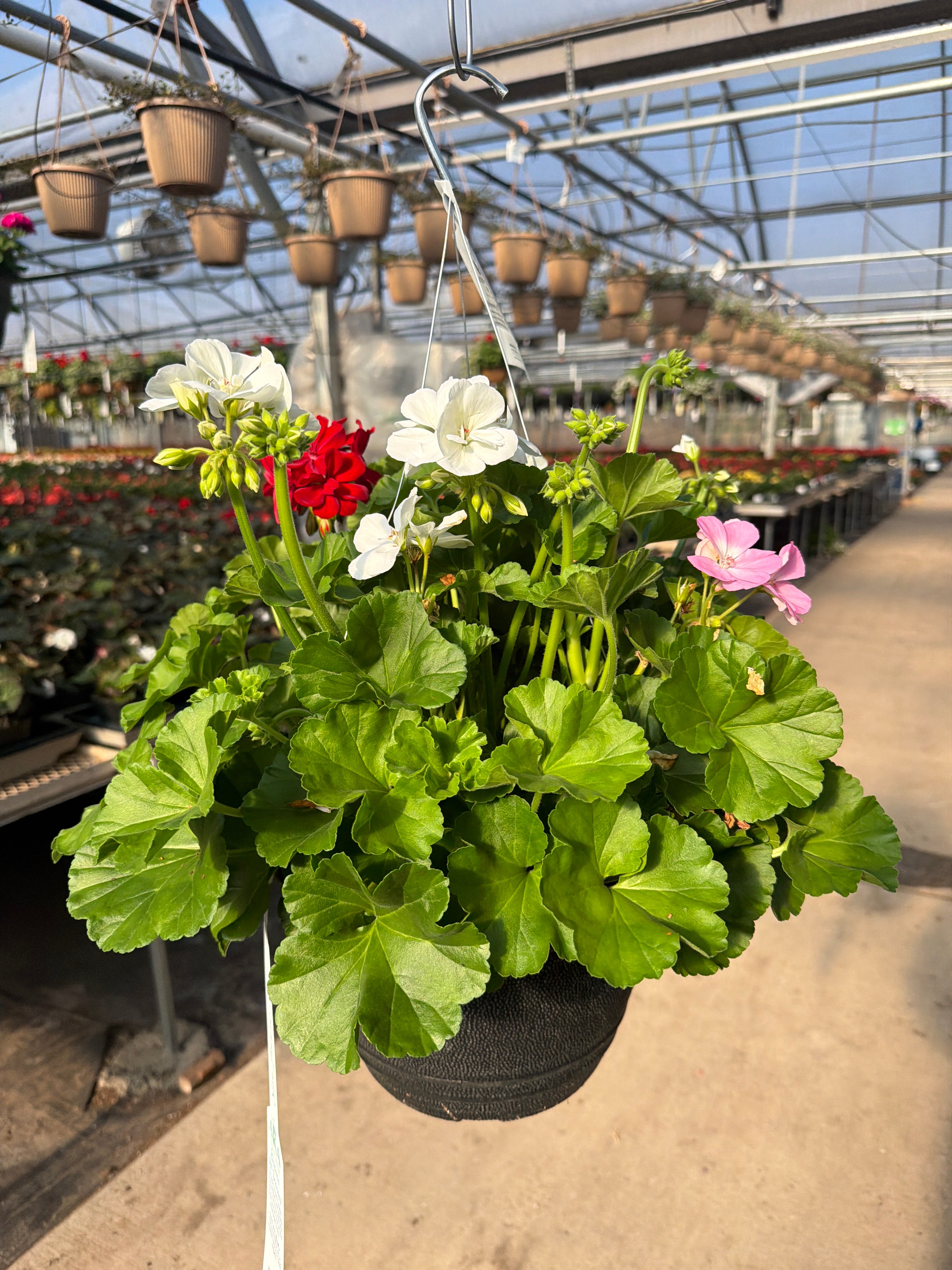 Geranium Mix 1 - 11" Hanging Basket