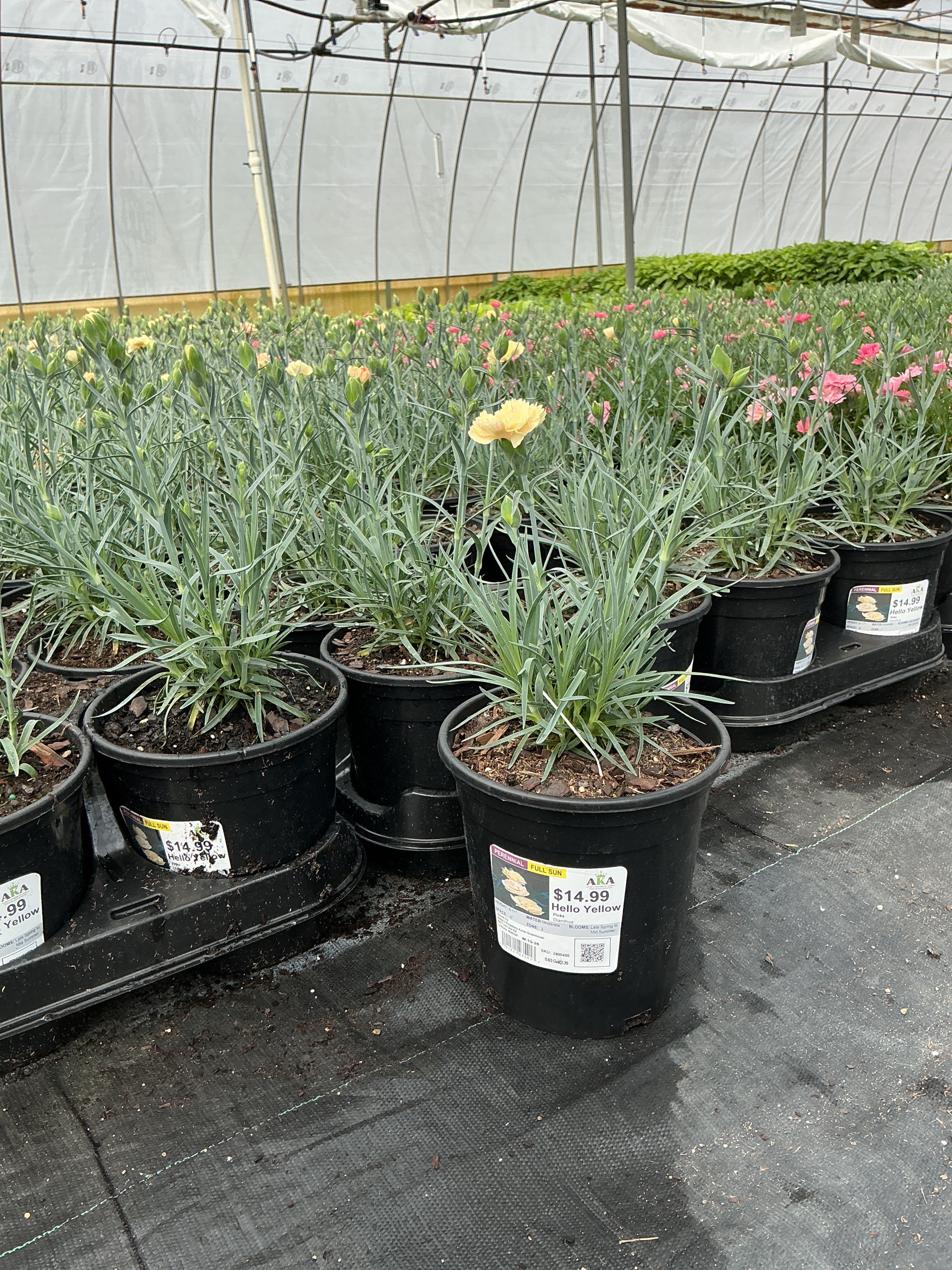 Dianthus Pinks Hello Yellow - 6" Perennial