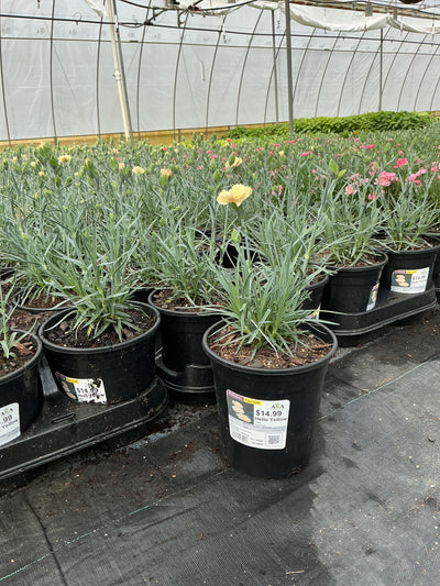 Dianthus Pinks Hello Yellow - 6" Perennial