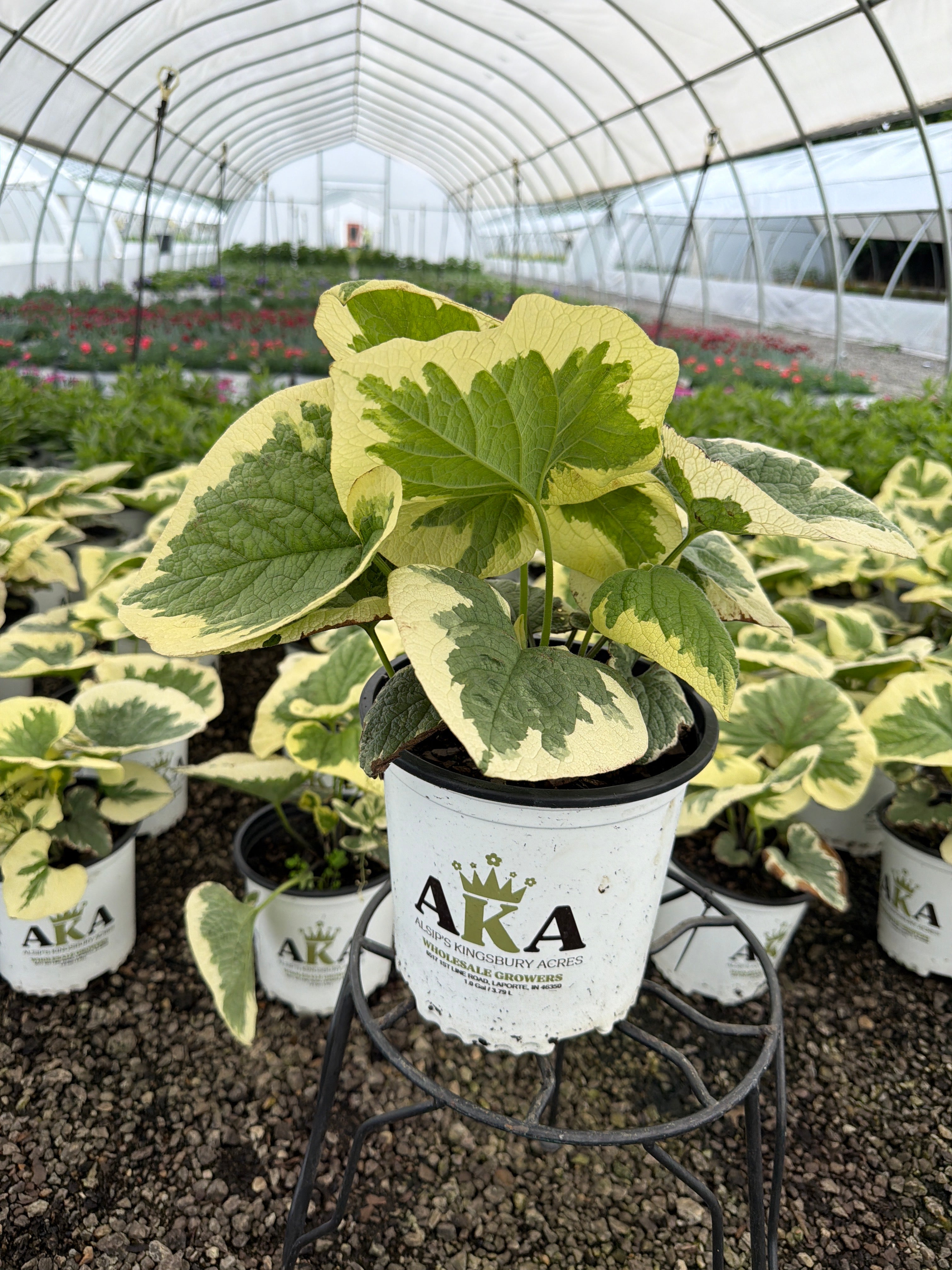 Brunnera Siberian Bugloss Variegata