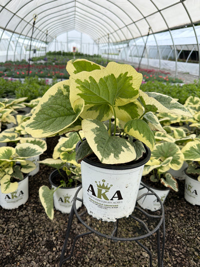 Brunnera Siberian Bugloss Variegata