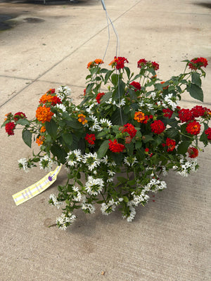 Kombo Bandana Lava Flow Mix - 11" Hanging Basket