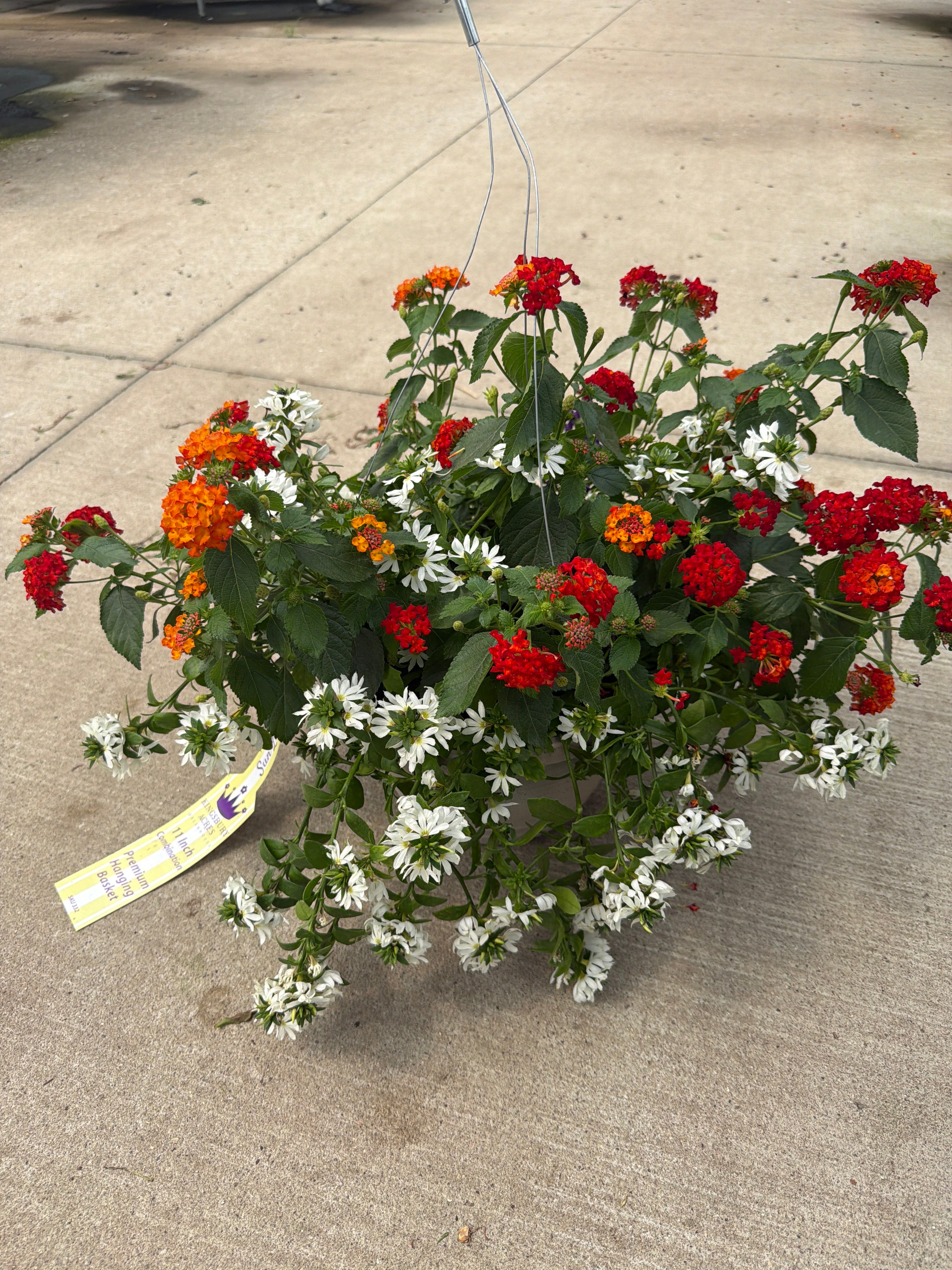 Kombo Bandana Lava Flow Mix - 11" Hanging Basket