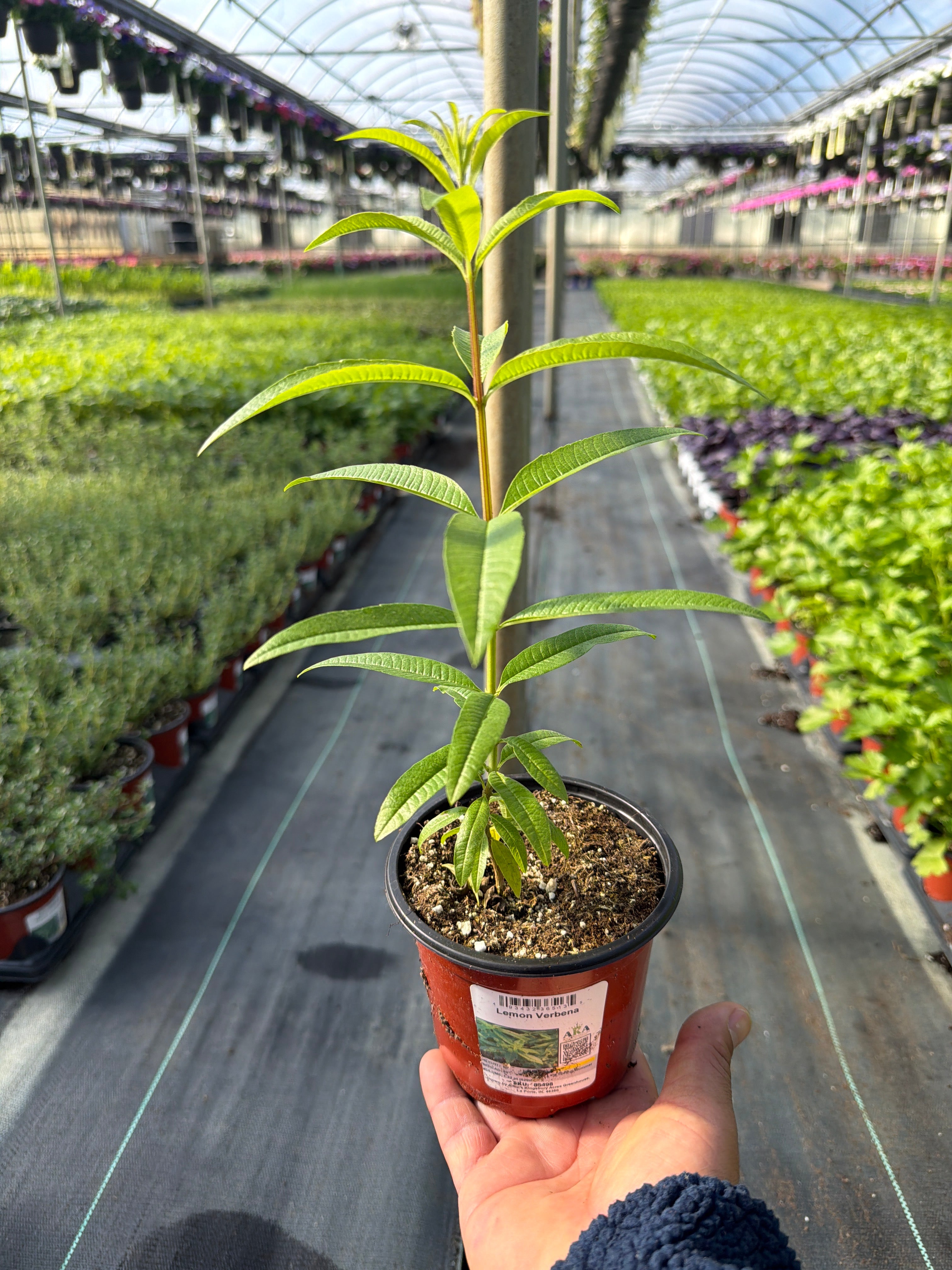 Lemon Verbena - 4.33" Potted Herb