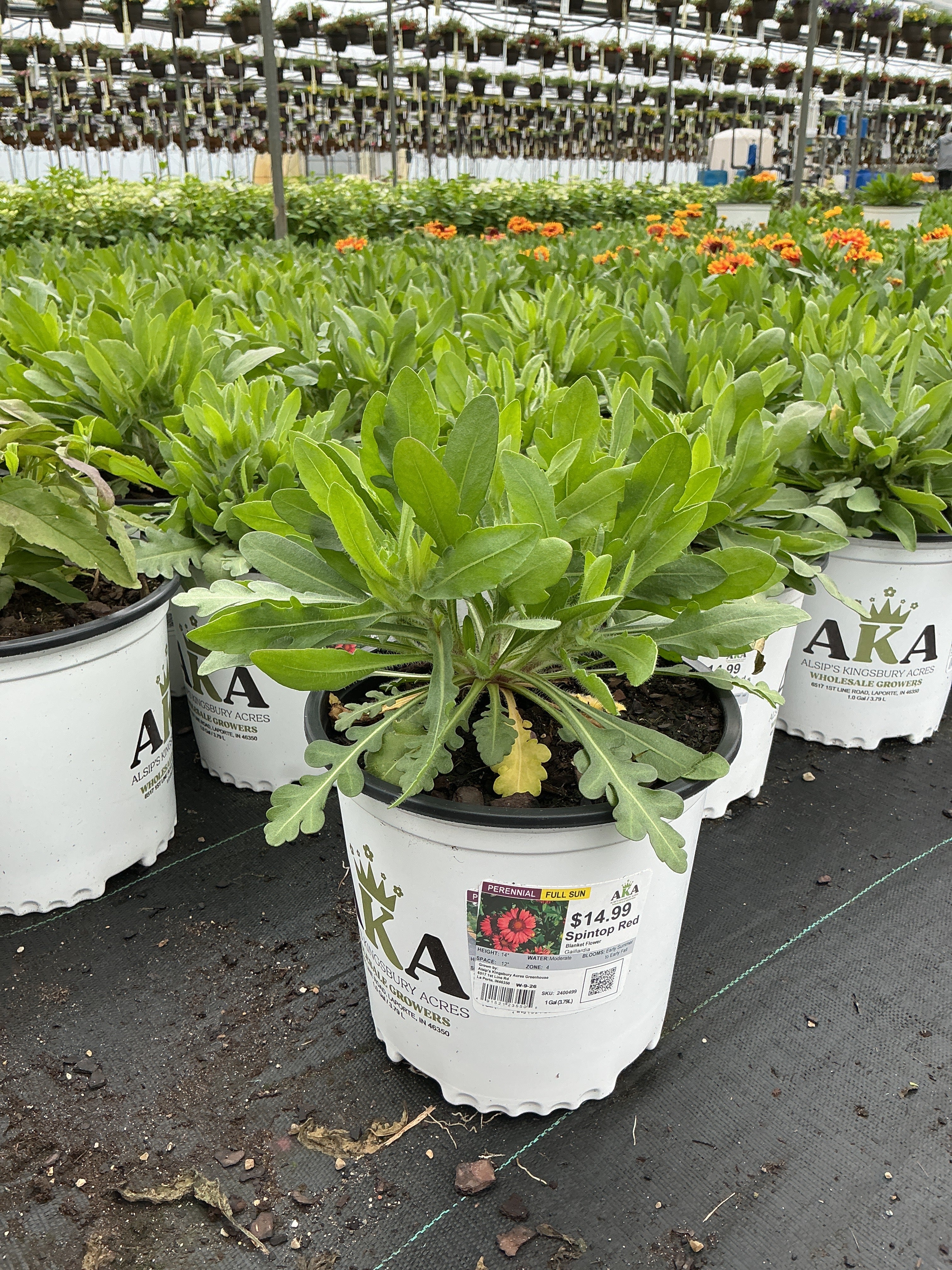 Gaillardia Blanket Flower Spintop Red