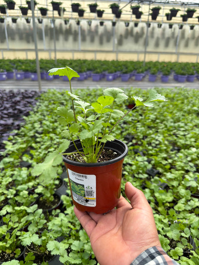Cilantro sativum Santo - 4.33" Potted Herb