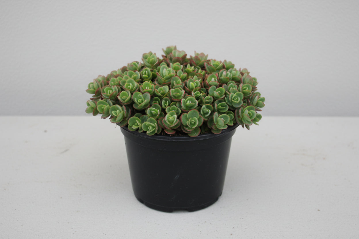 Sedum Stonecrop Sunsparkler Lime Zinger - 6" Perennial