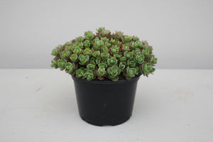 Sedum Stonecrop Sunsparkler Lime Zinger - 6" Perennial