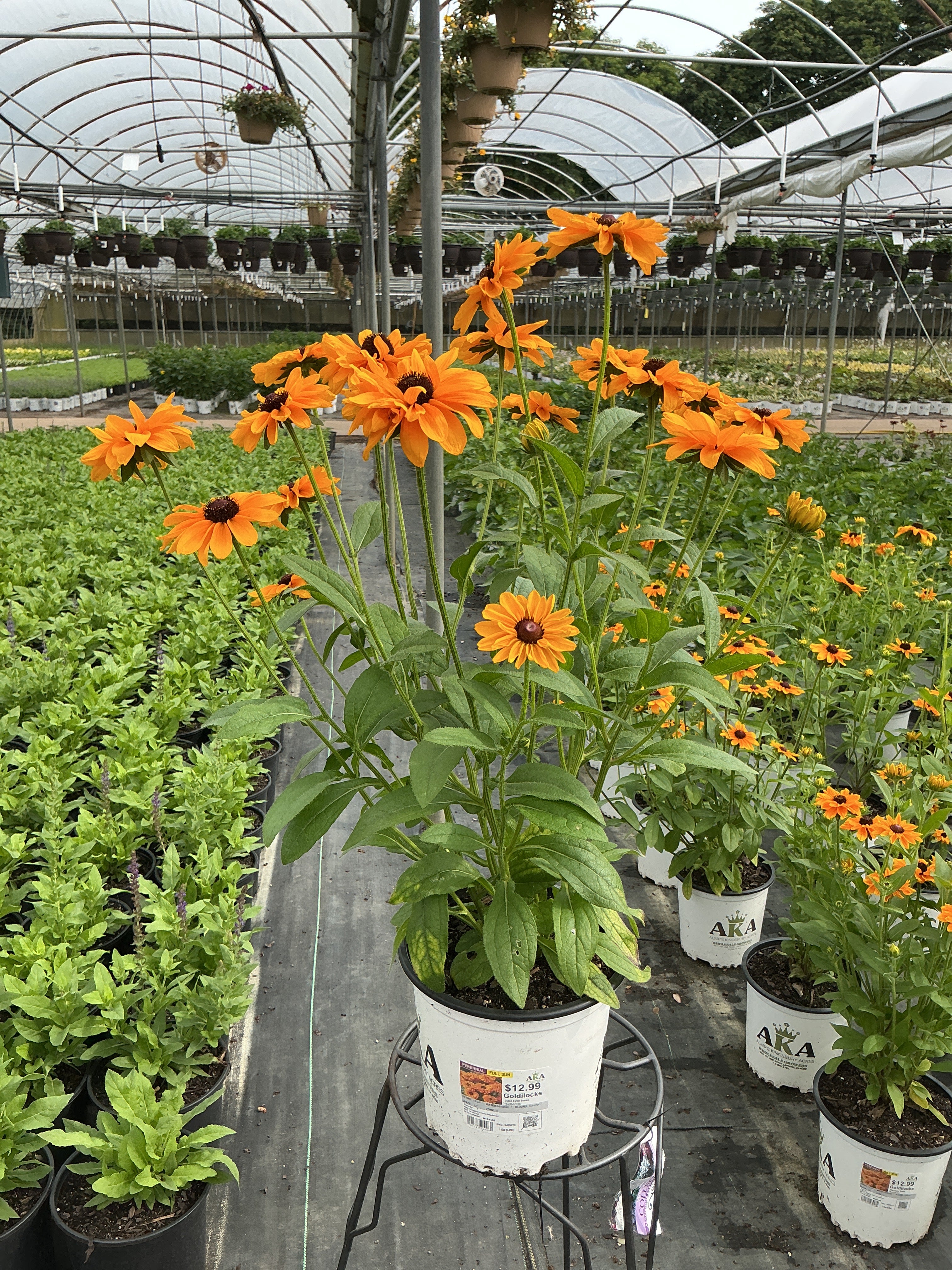 Rudbeckia Black Eyed Susan Goldilocks