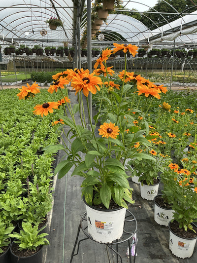 Rudbeckia Black Eyed Susan Goldilocks