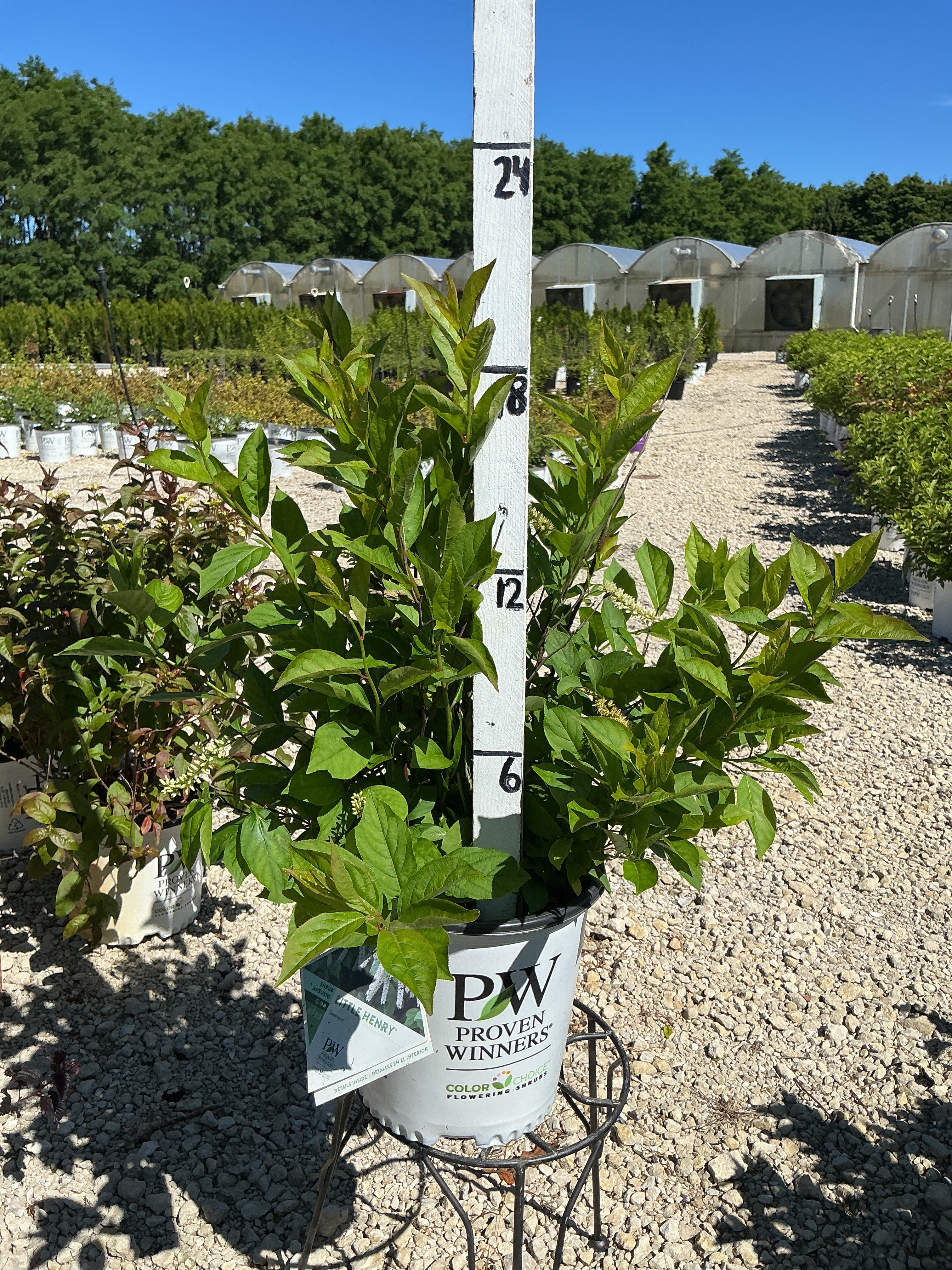 Itea Little Henry Sweetspire