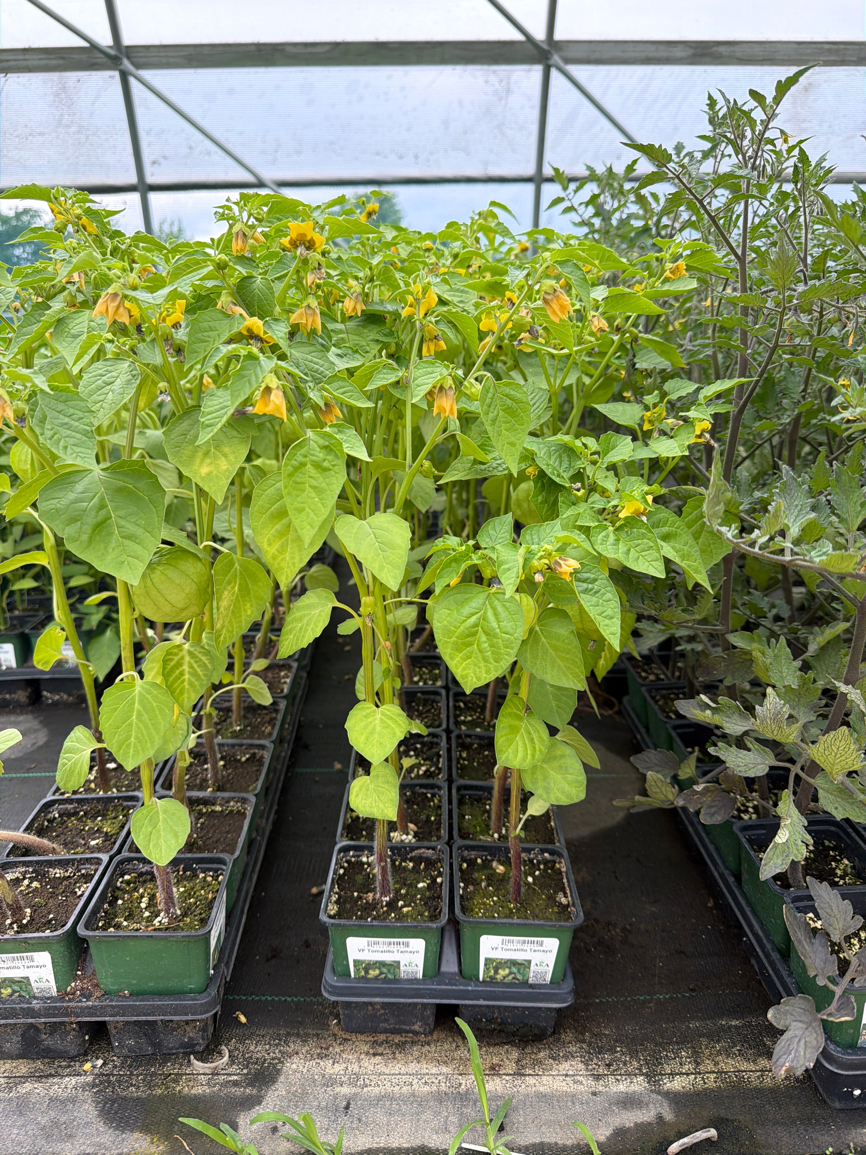 Tomatillo Tamayo - 4" Potted Vegetable