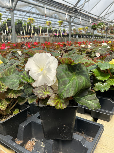 Begonia Nonstop Mocca White - 4.5" Potted Begonia