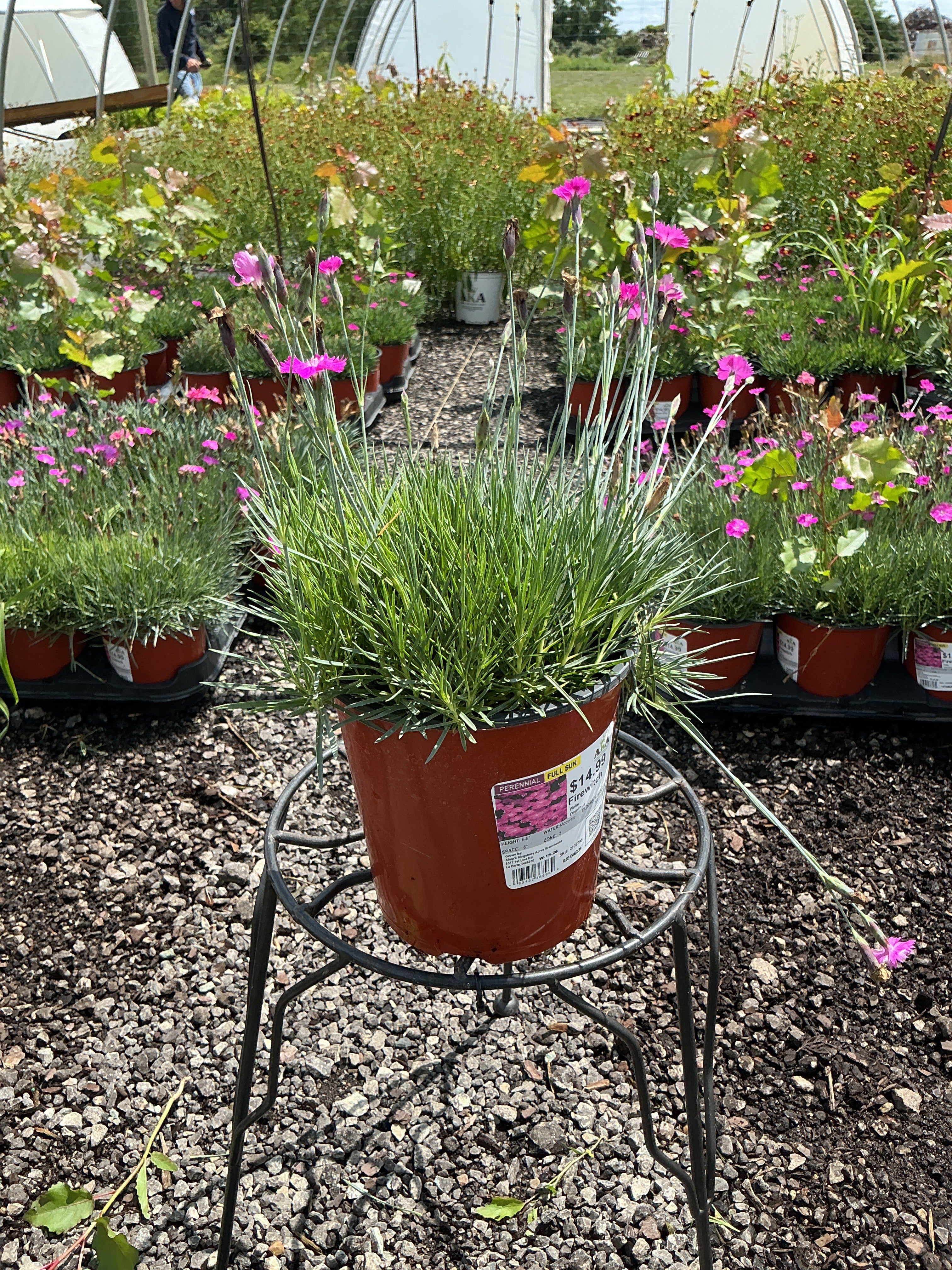 Dianthus Pinks Firewitch - 6" Perennial