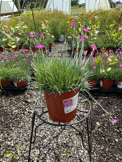 Dianthus Pinks Firewitch - 6" Perennial