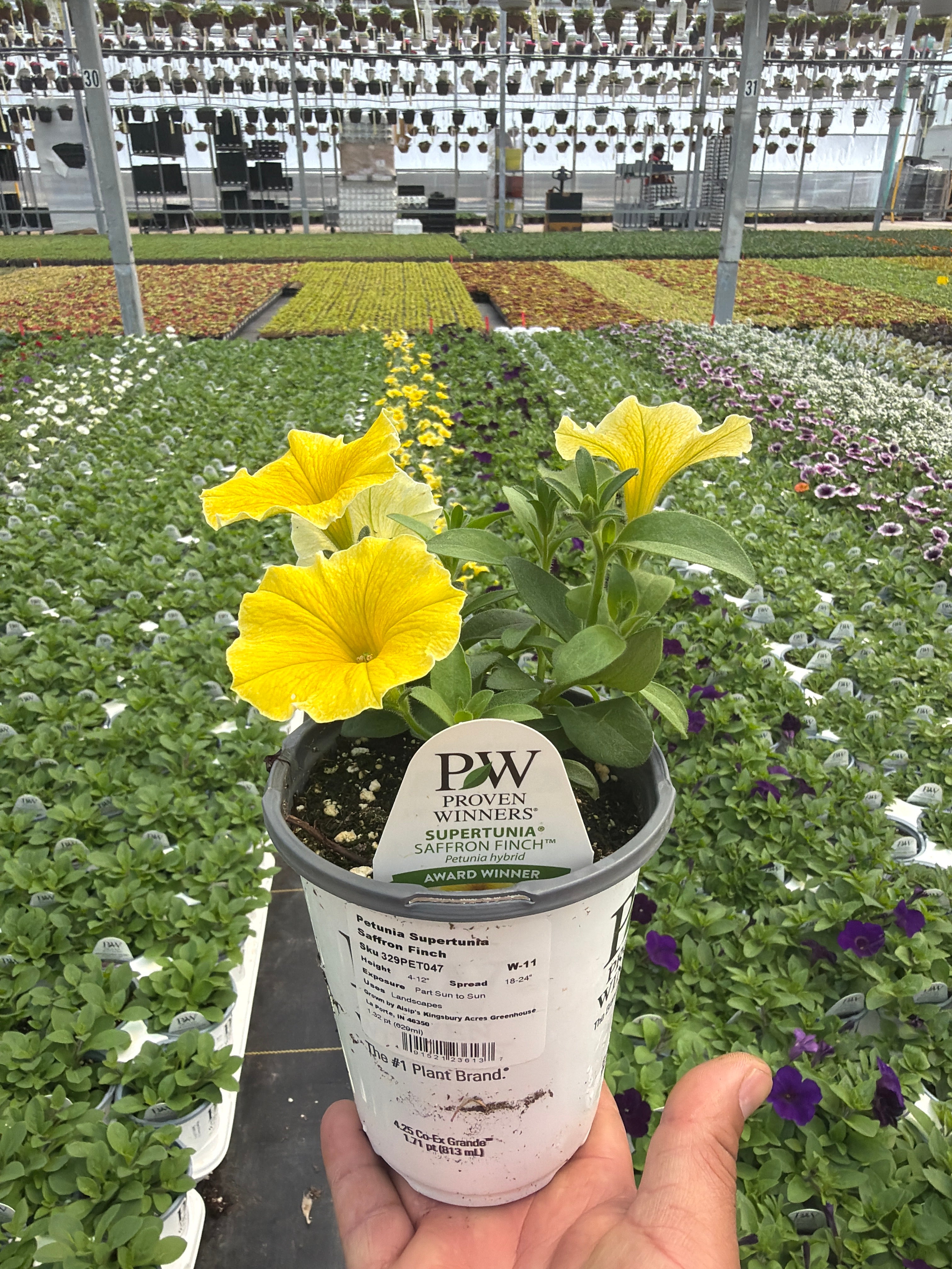 Petunia Supertunia Saffron Finch - 4.25