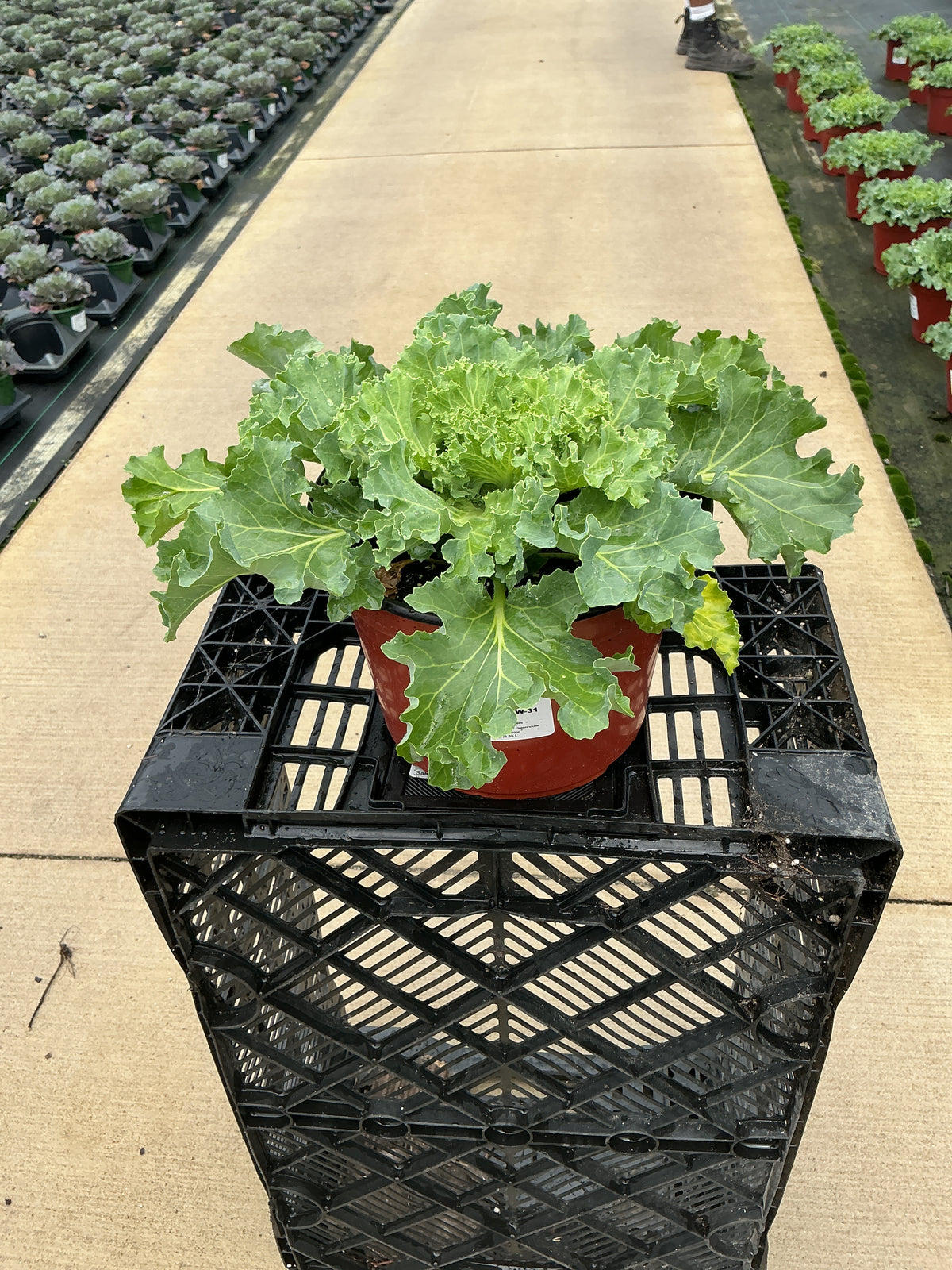 Bright and Early White Ornamental Kale - 8" Fall Annuals