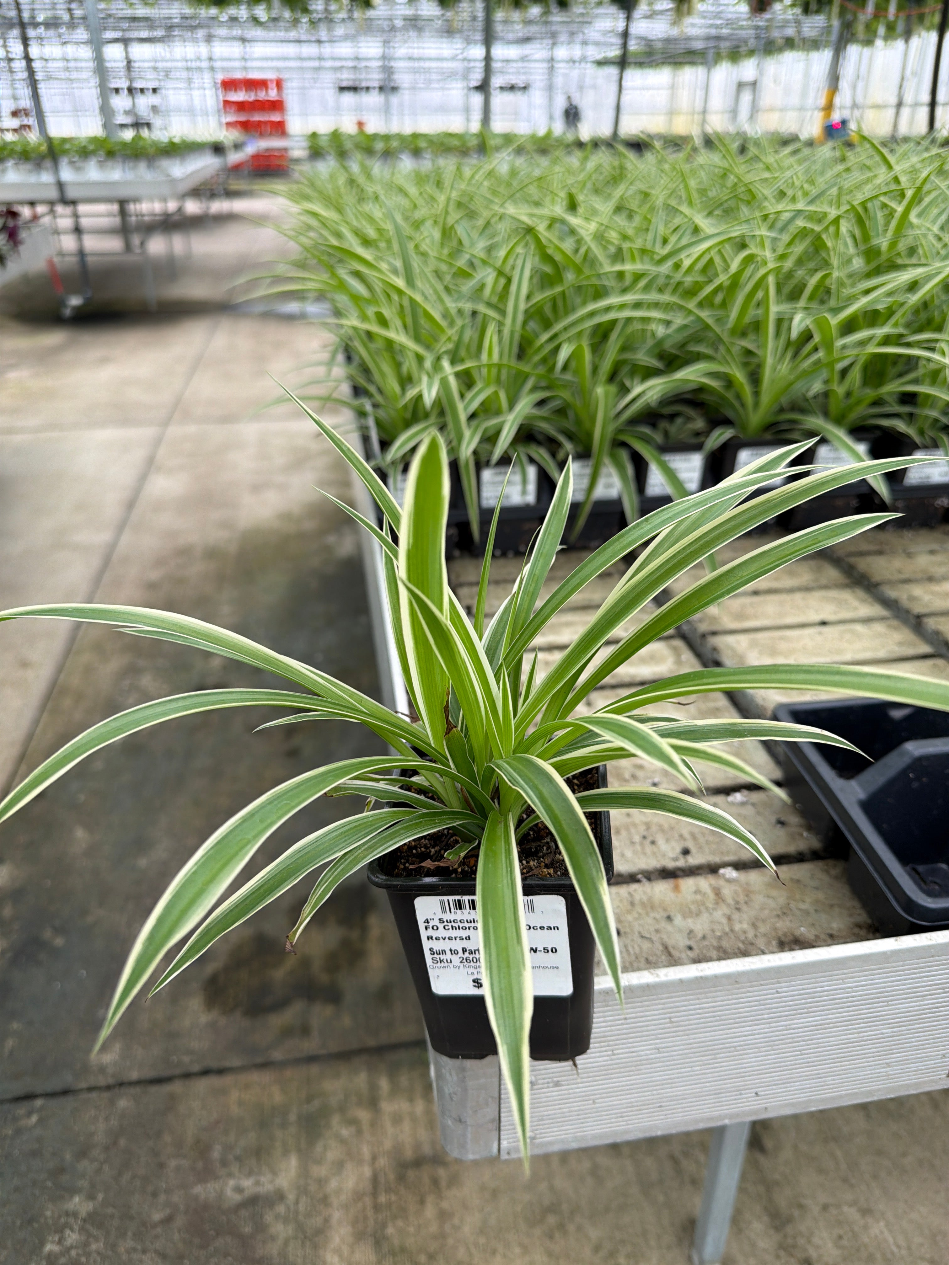 Chlorophytum Ocean Reverse - 4" Houseplants