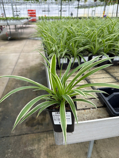 Chlorophytum Ocean Reverse - 4" Houseplants