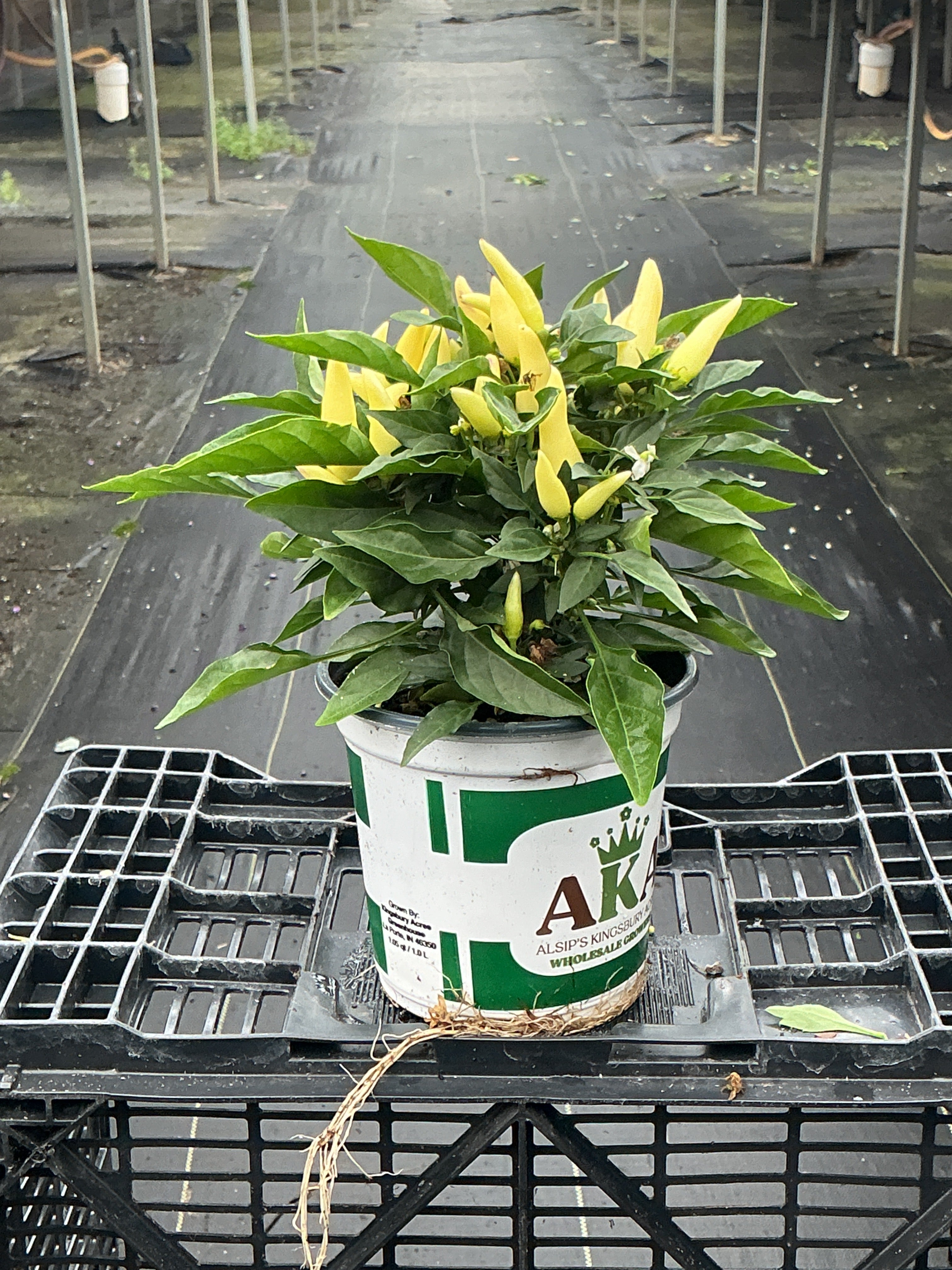 Joker Ornamental Pepper - 5" Fall Annuals