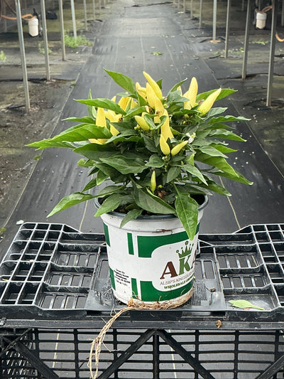 Joker Ornamental Pepper - 5" Fall Annuals