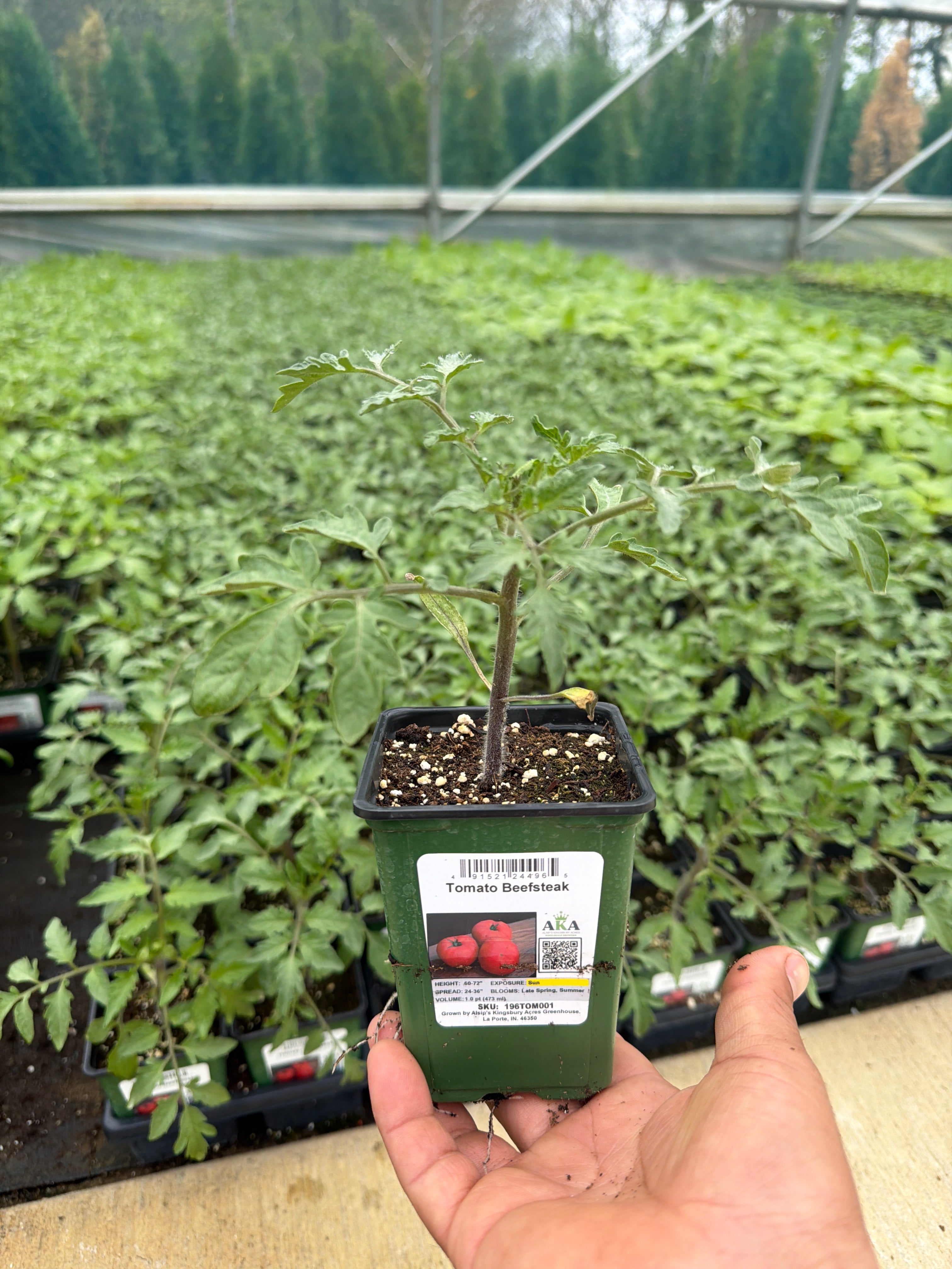 Tomato Beefsteak - 4" Potted Vegetable