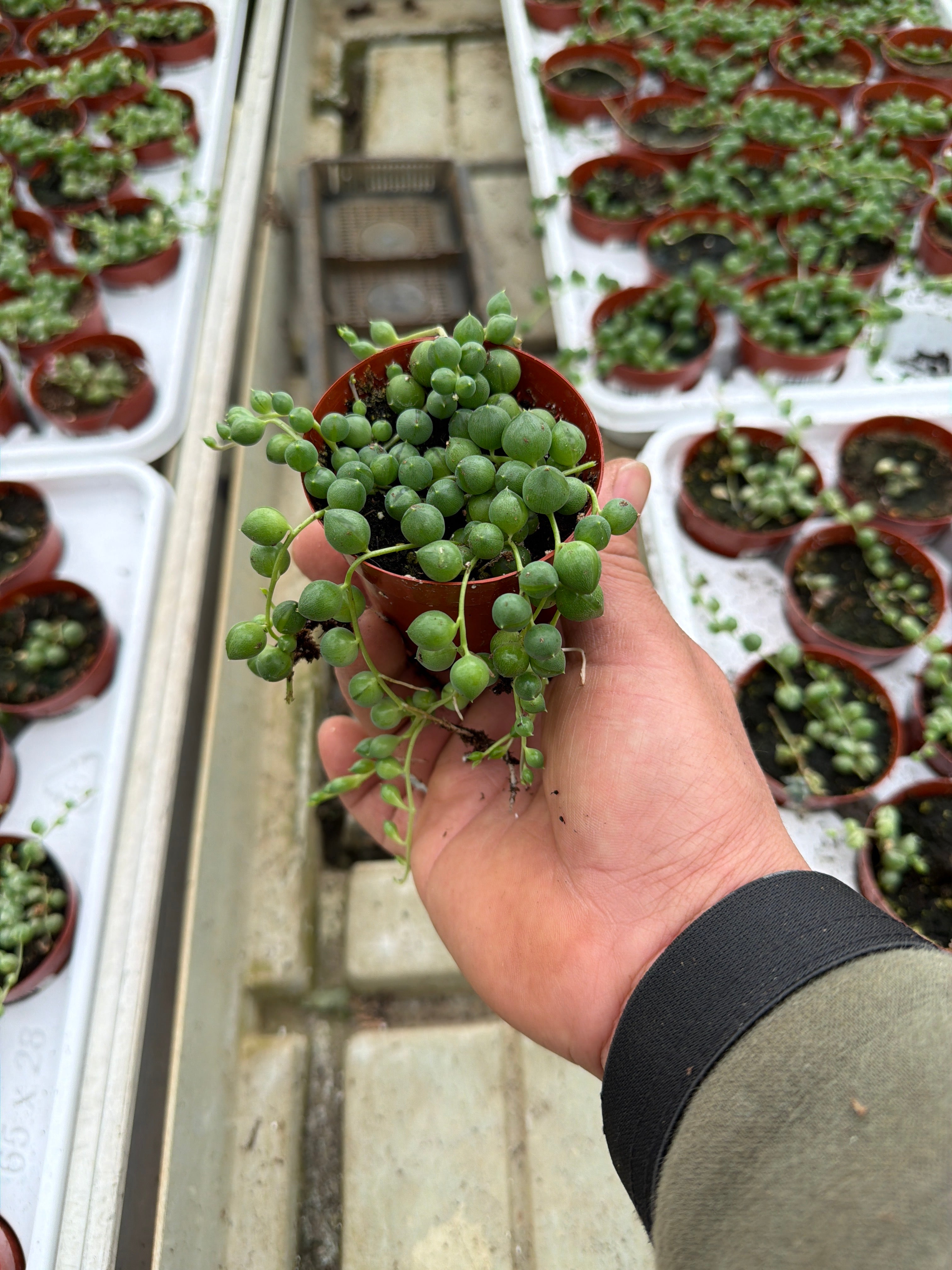Senecio rowley String Pearls - 2.5" Succulent