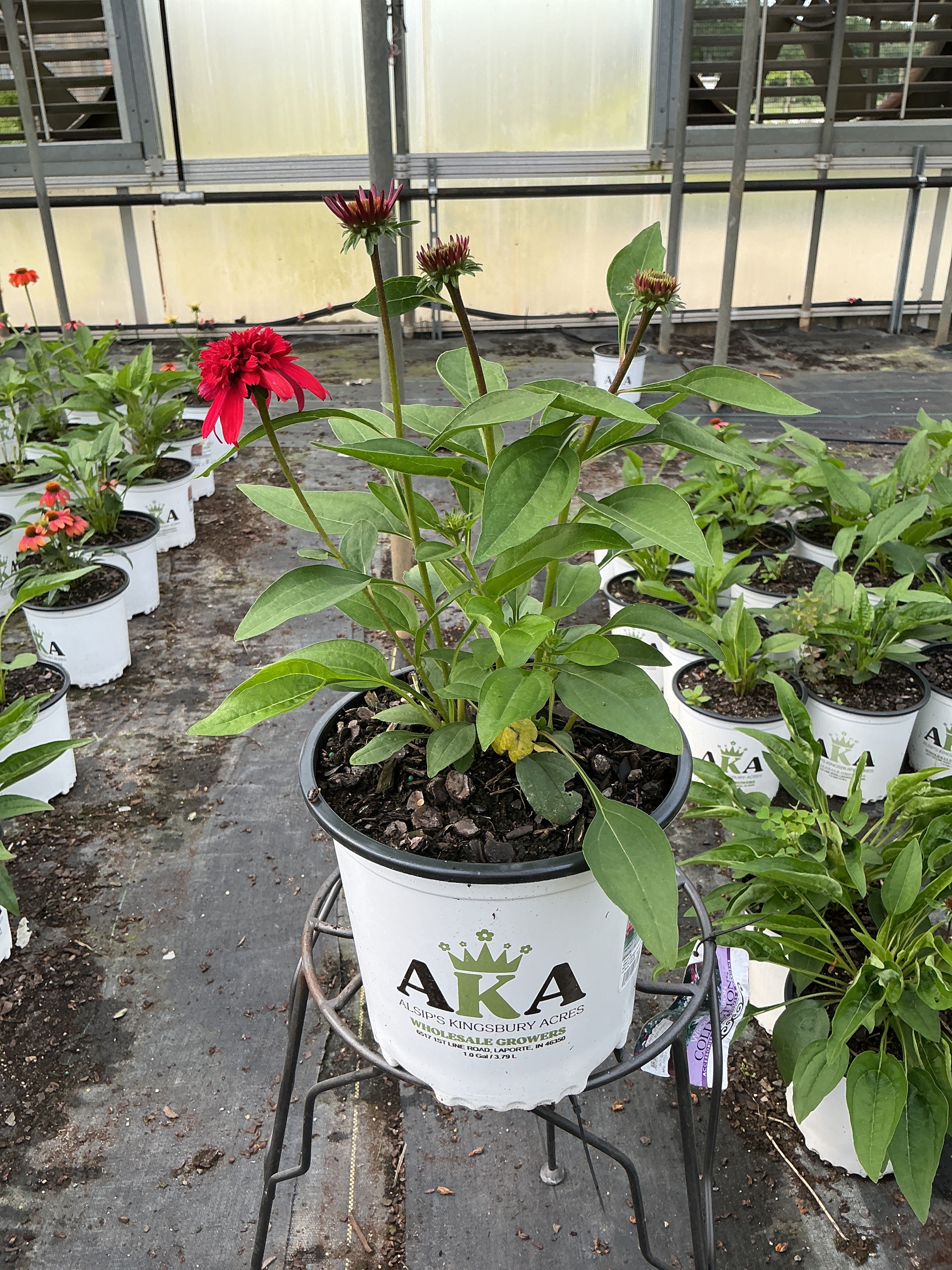 Echinacea Coneflower Double Scoop Strawberry Deluxe