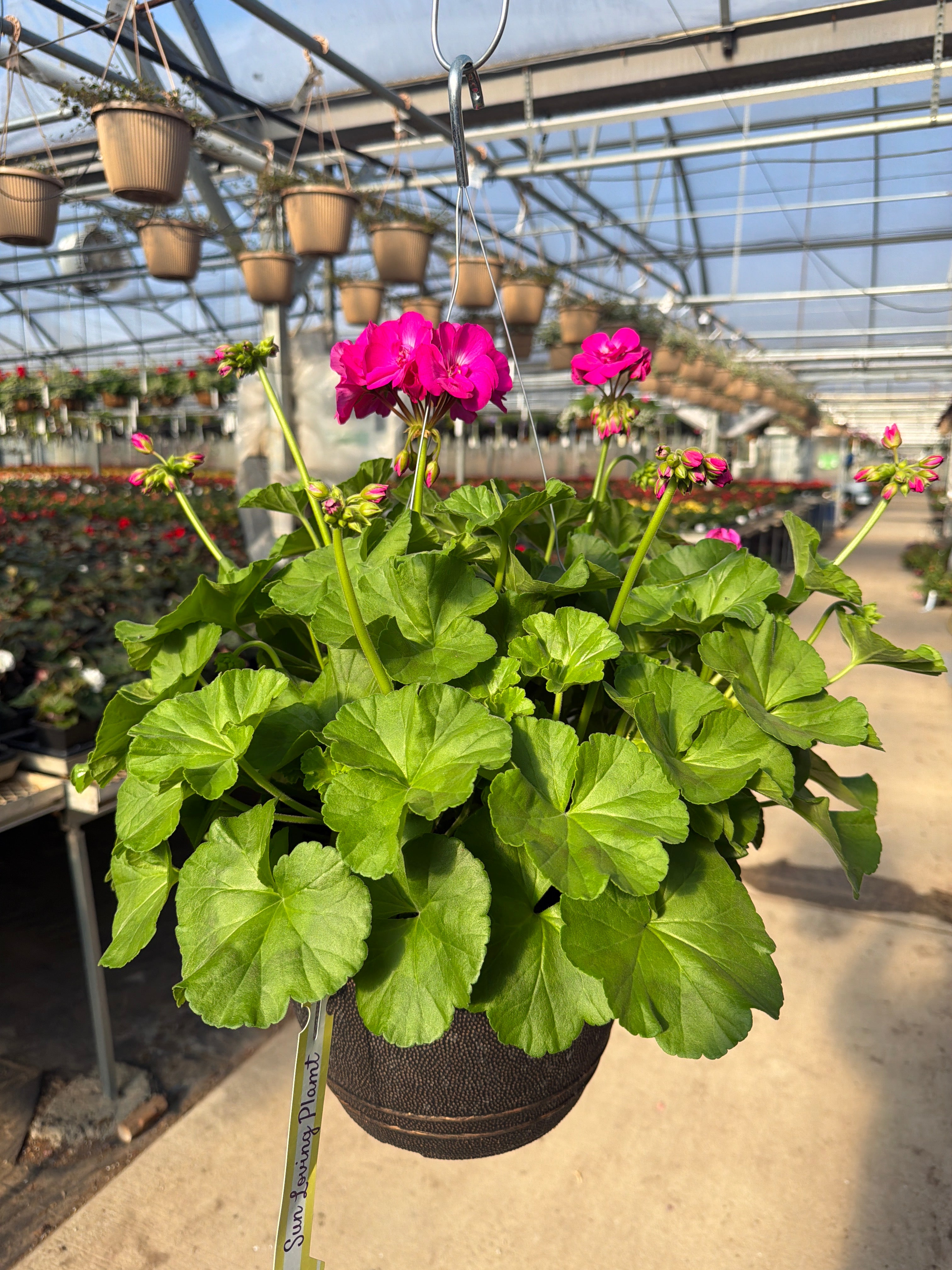 Geranium Dynamo Purple - 11" Hanging Basket